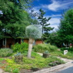 This image is a front view of 1406 Larkwood Dr. To the left of the walkway is a large 8ft Yucca Rostrata flanked on each side with matching pots holding small blue agaves. The yard also has black foot daisies, blue salvia, a large yellow bell, and feathery Bamboo Muhley.