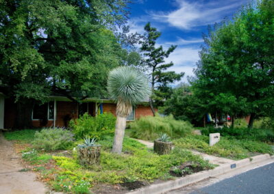 This image is a front view of 1406 Larkwood Dr. To the left of the walkway is a large 8ft Yucca Rostrata flanked on each side with matching pots holding small blue agaves. The yard also has black foot daisies, blue salvia, a large yellow bell, and feathery Bamboo Muhley.