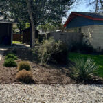This image depicts the mulch and gravel bed to the right of driveway. Keeping with the simplicity of the yard, The bed is comprised of both crushed granite and mulch. You'll find several mounded dwarf evergreen shrubs, native grasses, a variegated yucca, Feathery purple fountain grass, and a small desert willow.