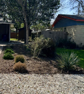 This image depicts the mulch and gravel bed to the right of driveway. Keeping with the simplicity of the yard, The bed is comprised of both crushed granite and mulch. You'll find several mounded dwarf evergreen shrubs, native grasses, a variegated yucca, Feathery purple fountain grass, and a small desert willow.