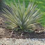 A close-up of a beautiful variegated yucca with green and yellow narrow spikes.