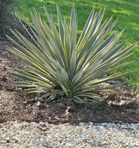 A close-up of a beautiful variegated yucca with green and yellow narrow spikes.