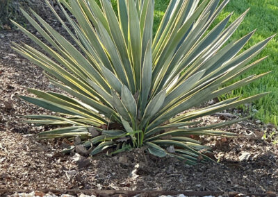 A close-up of a beautiful variegated yucca with green and yellow narrow spikes.