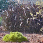 This image depicts a close-up of the feathery purple fountain grass located in the mulch bed to the right of driveway. it is highlighted by a bright green mounding clump of a dwarf evergreen.