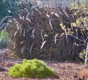 This image depicts a close-up of the feathery purple fountain grass located in the mulch bed to the right of driveway. it is highlighted by a bright green mounding clump of a dwarf evergreen.