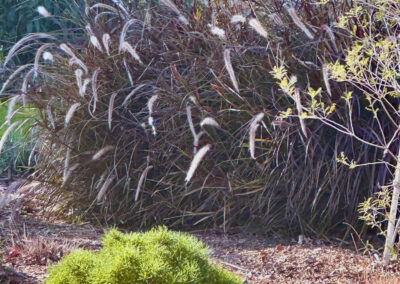 This image depicts a close-up of the feathery purple fountain grass located in the mulch bed to the right of driveway. it is highlighted by a bright green mounding clump of a dwarf evergreen.