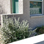 A close-up view of a dwarf silver cloud sage and a clumping evergreen ground cover.