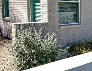 A close-up view of a dwarf silver cloud sage and a clumping evergreen ground cover.