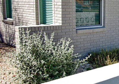 A close-up view of a dwarf silver cloud sage and a clumping evergreen ground cover.