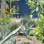 A dramatic image of the large blue agave and coral yucca.