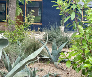 A dramatic image of the large blue agave and coral yucca.