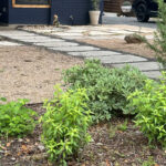 An image of thryallis, a variegated leafed bush, and a turk's cap.