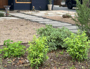 An image of thryallis, a variegated leafed bush, and a turk's cap.