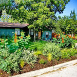 This is a front view of 1609 Suffolk Dr. The house is a sage green painted brick with a peach colored front door. The front bed is towards the curb and filled with sun loving plants such as Pride of Barbados, salvia, Cacti, scull cap, feather grass, yucca, and artichoke agave.