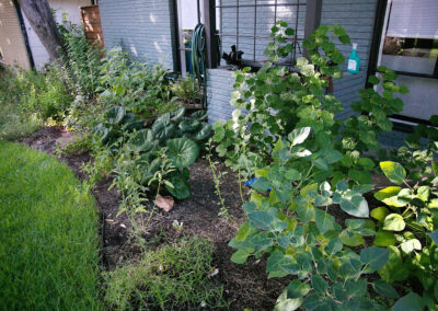 An image depicting the shade bed close to the brick facade. In the flower bed you'll find Leopard plants, blackfoot daisies, white salvia, trailing white lantana, and a Turks Cap bush with white flowers.