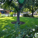 Photo taken of the front yard with a perspective from front porch. The image shows a large green space with zoysia grass and a medium pecan tree.