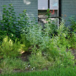 A close-up view of the turks cap, white salvia, and blackfoot daisies.