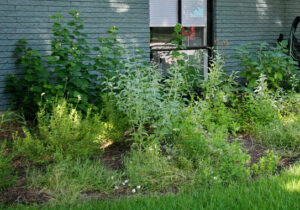 A close-up view of the turks cap, white salvia, and blackfoot daisies.