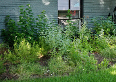 A close-up view of the turks cap, white salvia, and blackfoot daisies.