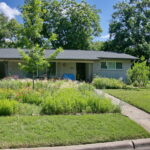 This image depicts a front curb view of 1802 Corona Dr. It has a large meadow bed to the right side of walkway leading to the front door. The meadow is filled with colorful pollinators. You'll find pink coneflowers, orange bulbine, lavender mist flower, yellow lantana, red poppies, and various native grasses.