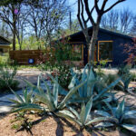 Another view of the bed containing several blue agaves towards the front curb and street.