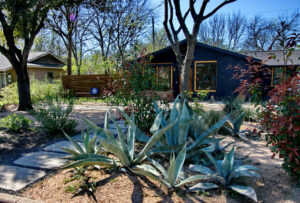 Another view of the bed containing several blue agaves towards the front curb and street.