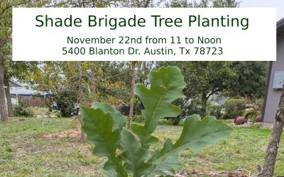Shade Brigade Tree Planting – Nov 22