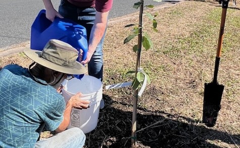 People watering Trees