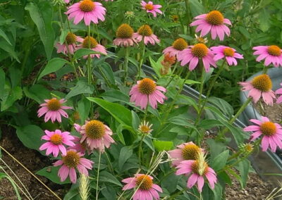 A close up view of purple coneflowers with orange centers.