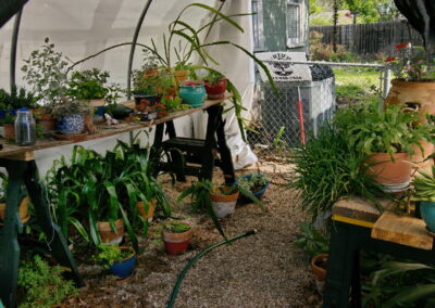 A view of the side yard greenhouse with shade plants and a variety of flower pots filled with succulents.