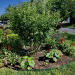 An image of a Texas Mountain Laurel surrounded by Red poppies and two squash plants.