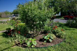 An image of a Texas Mountain Laurel surrounded by Red poppies and two squash plants.