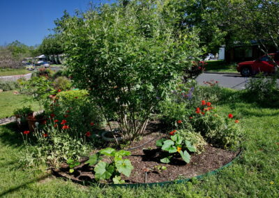 An image of a Texas Mountain Laurel surrounded by Red poppies and two squash plants.