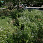 A close-up view of wild flowers with tiny white flowers.