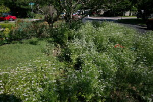 A close-up view of wild flowers with tiny white flowers.