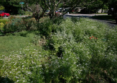 A close-up view of wild flowers with tiny white flowers.