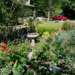 A view of the bird bath surrounded by blue salvia, red poppies, and a Mountain Laurel.