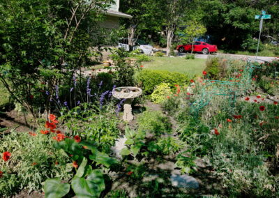 A view of the bird bath surrounded by blue salvia, red poppies, and a Mountain Laurel.