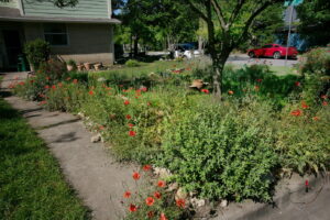 A view of the rock lined sidewalk with various colorful wildflowers.