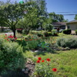 Another view of red poppies, and white and blue salvia.