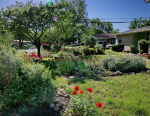 Another view of red poppies, and white and blue salvia.