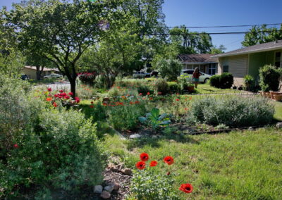 Another view of red poppies, and white and blue salvia.