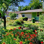 A close up view of vibrant red poppies mixed in with red and yellow painted daisies. The house is in the distance.