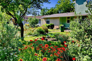 A close up view of vibrant red poppies mixed in with red and yellow painted daisies. The house is in the distance.