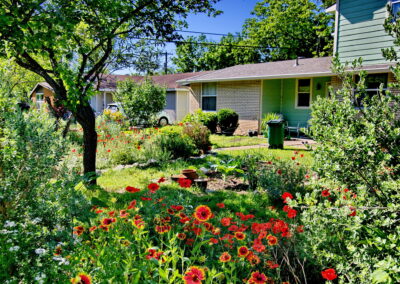 A close up view of vibrant red poppies mixed in with red and yellow painted daisies. The house is in the distance.