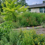 Another view of the beds with coral and yellow colored lantana.