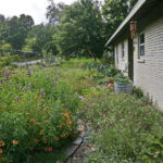 View of the walkway close to the house with pink, white, and orange pollinator plants.