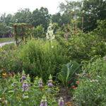 More beds featuring lavender and white pollinators for the bees and butterflies.
