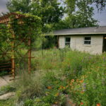 A side view of the wooden pergola with orange trumpet vines cascading over the side.