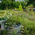 View of the yards water garden placed in a steel water tank. You'll find water lillies, grasses, and a decorative rock hovering over the water.